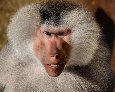 Mantle Pavian Monkey