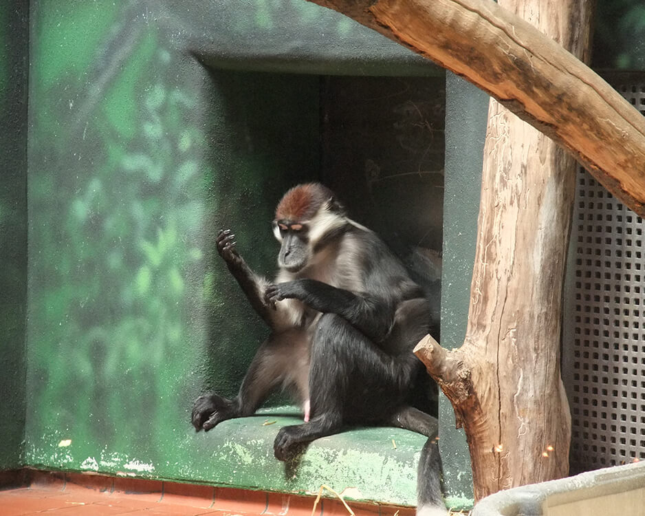 Boyunbağlı Mangap (Cercocebus torovatus)
