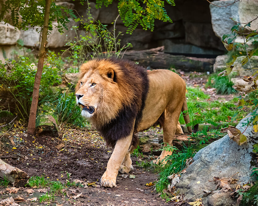Aslan