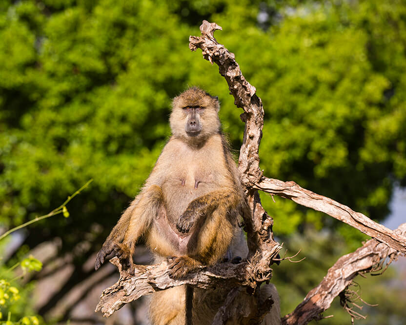 Babun (Papio hamadryas)