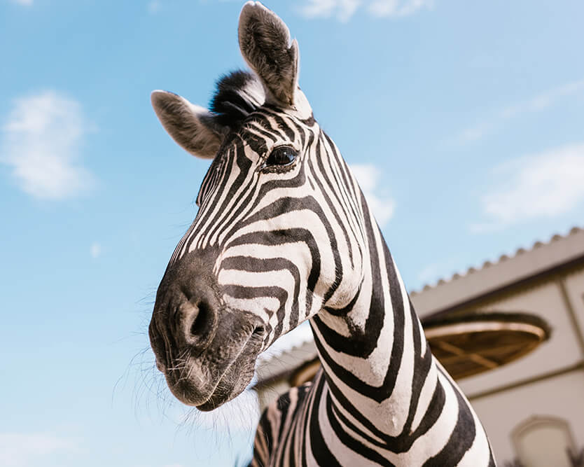 Zebra