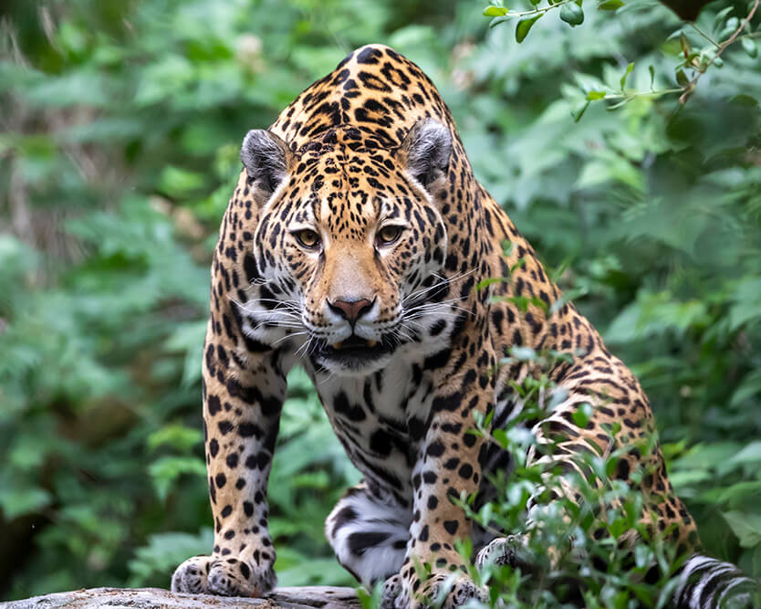 Jaguar