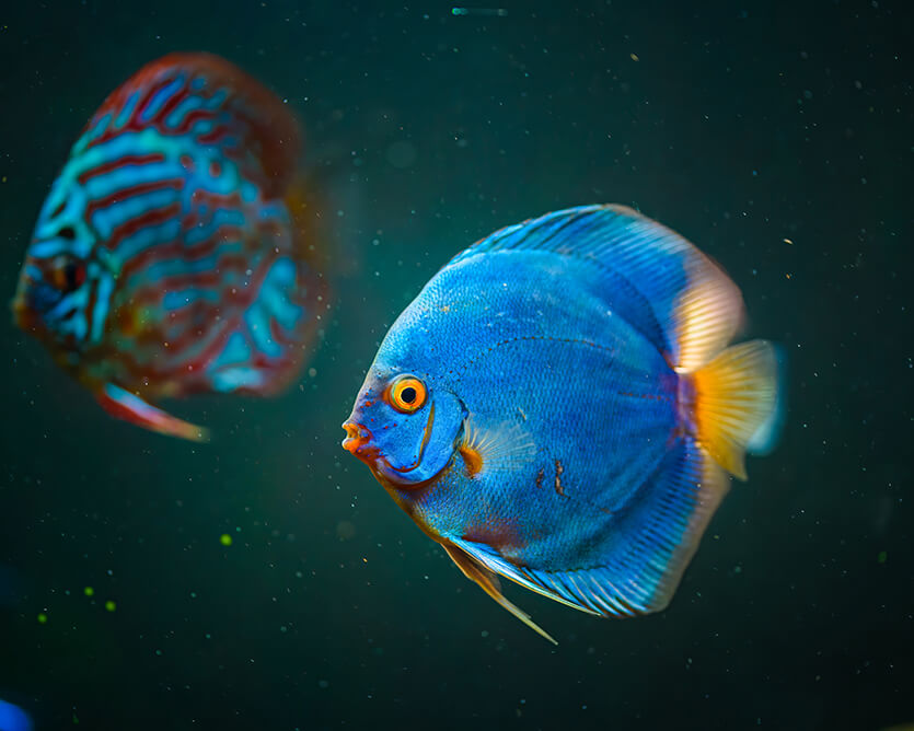 Discus