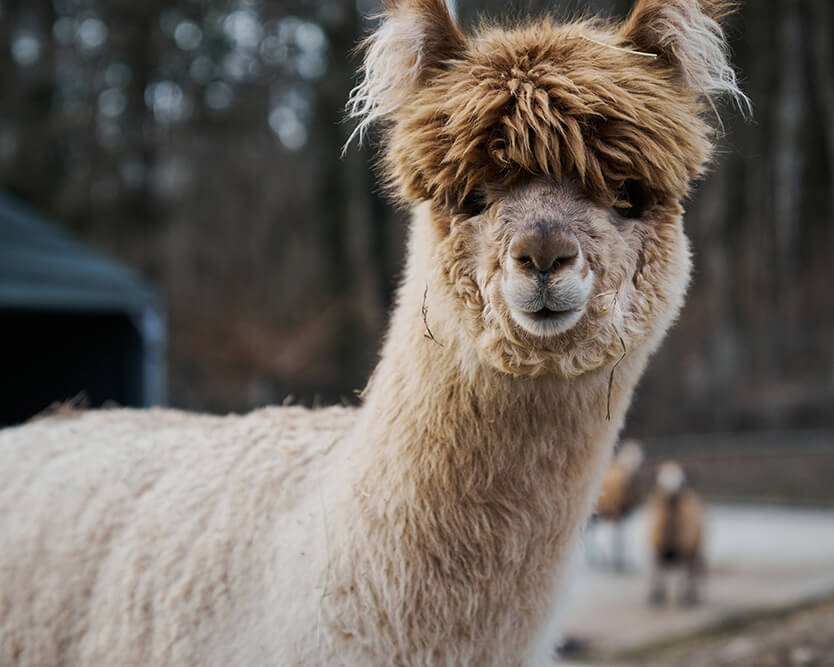 Lama