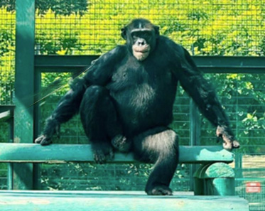 Chimpanzee