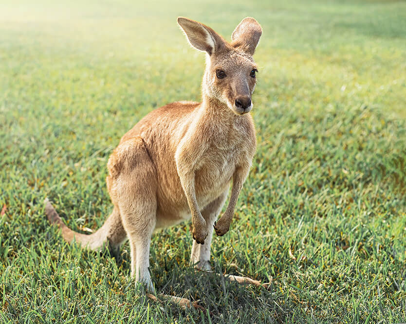 Kanguru