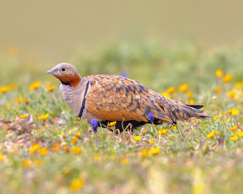 Sandgrouse