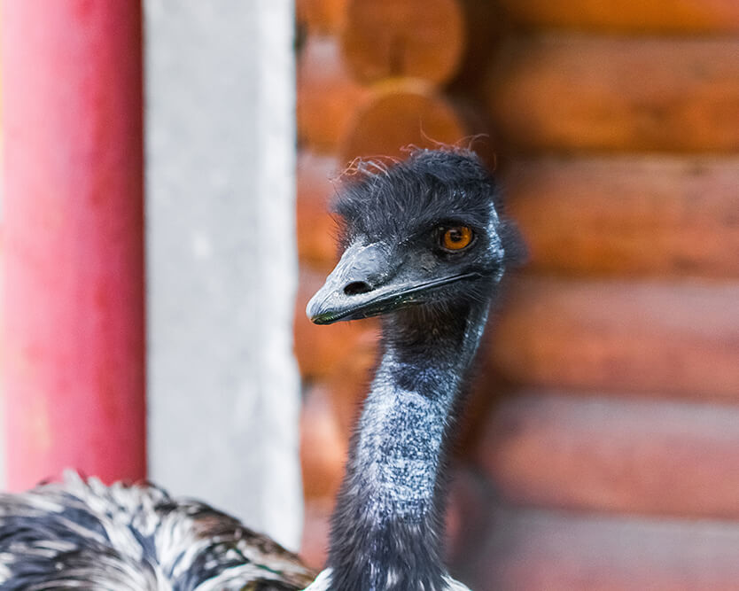 Emu Deve Kuşu