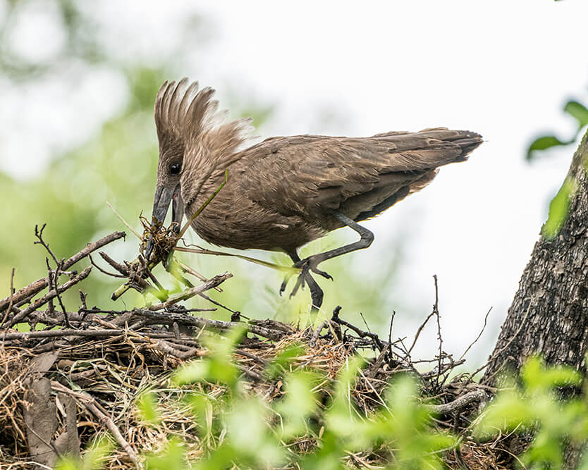 Hamerkop