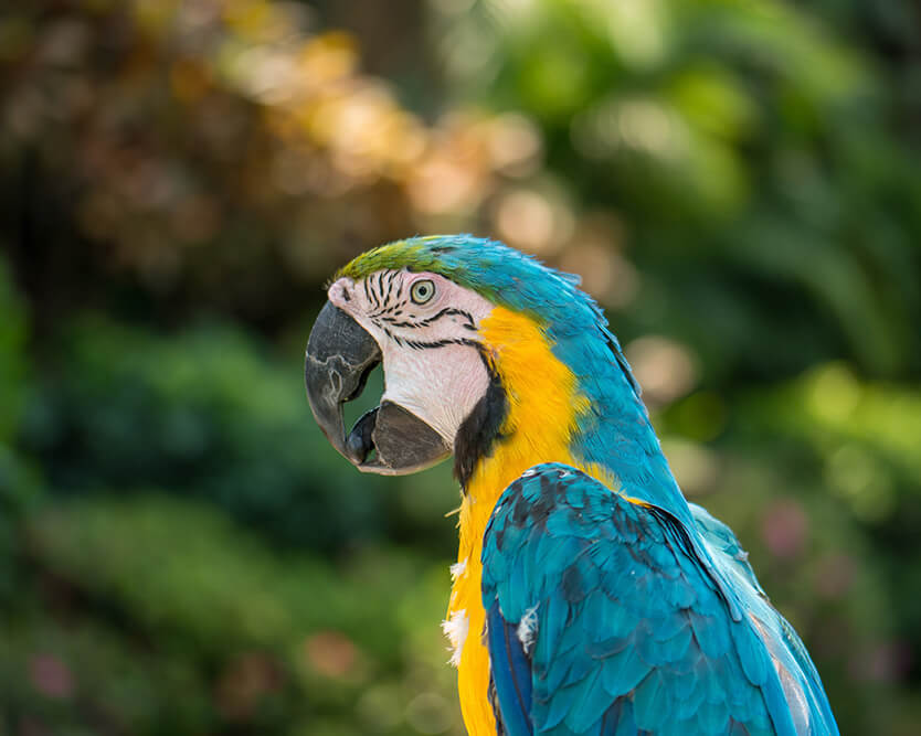 Macaw