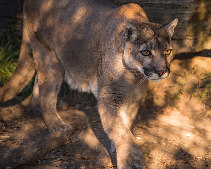 Puma