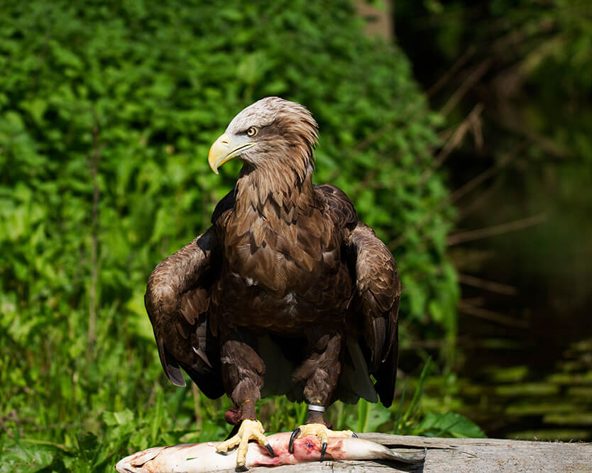 Kartal