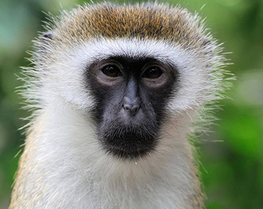 Vervet Monkey