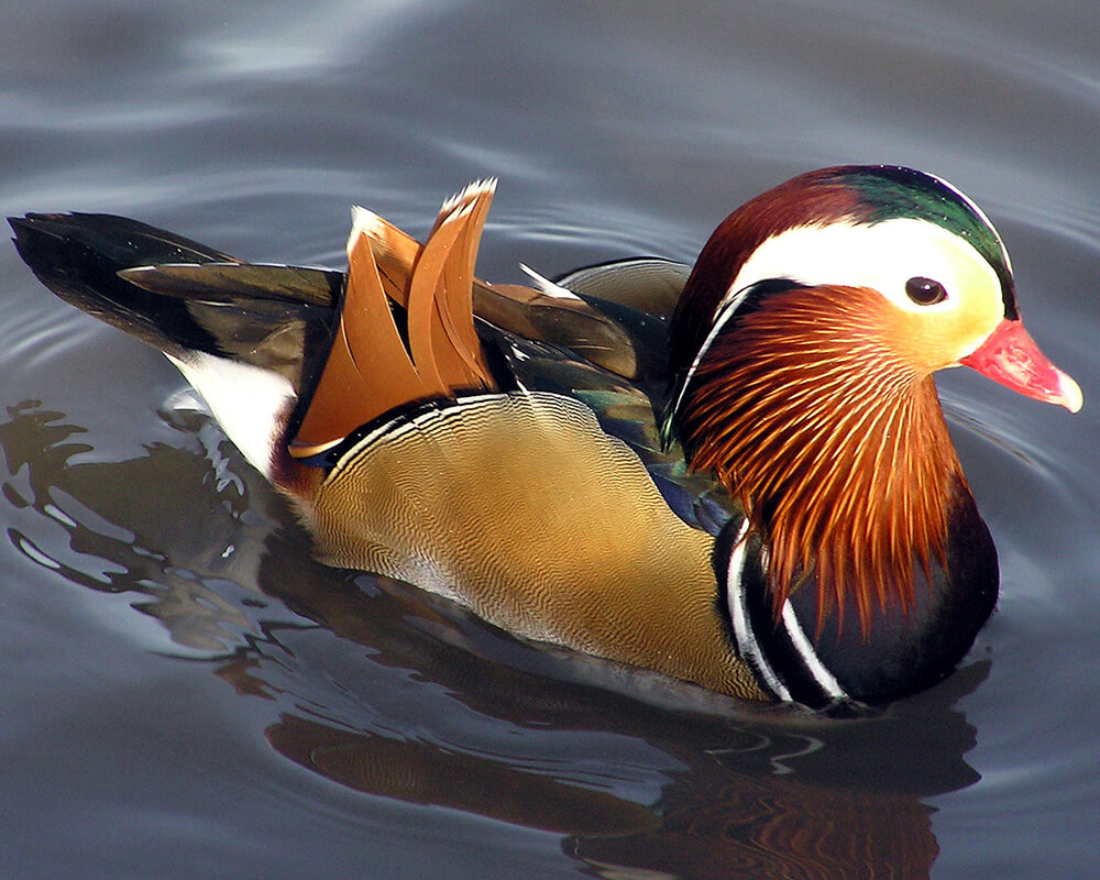 Mandarin Ördek