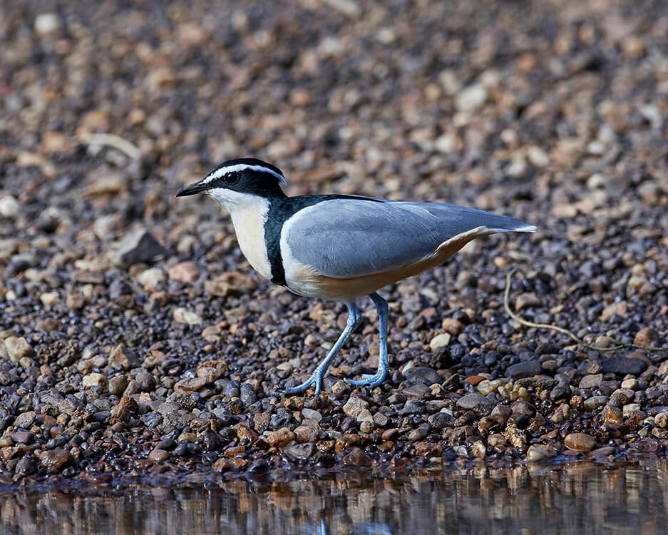 Pluvianus Aegyptius