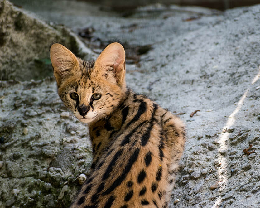 Serval Kedisi