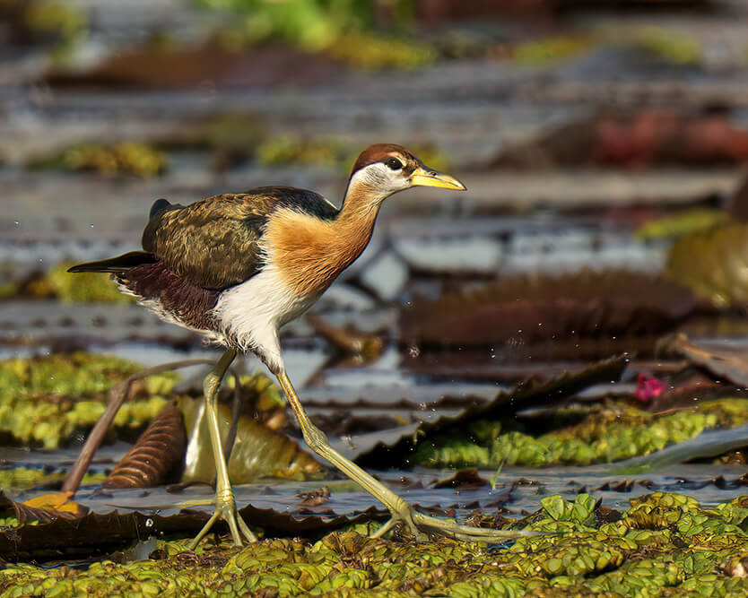 Jacana