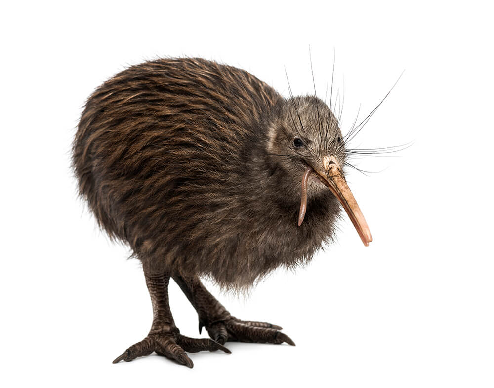 Kiwi