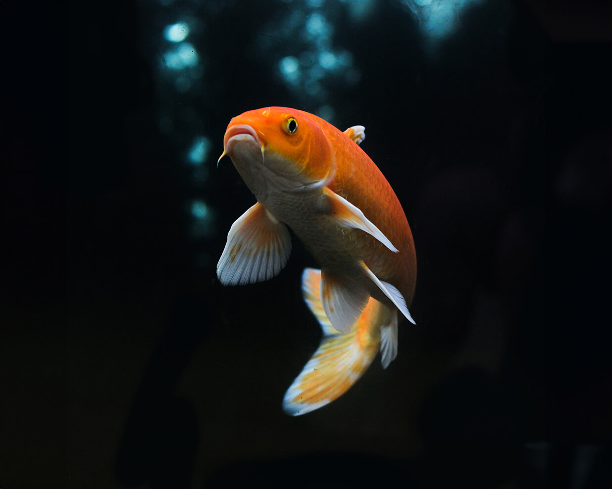 Koi