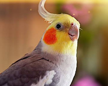 Cockatiel