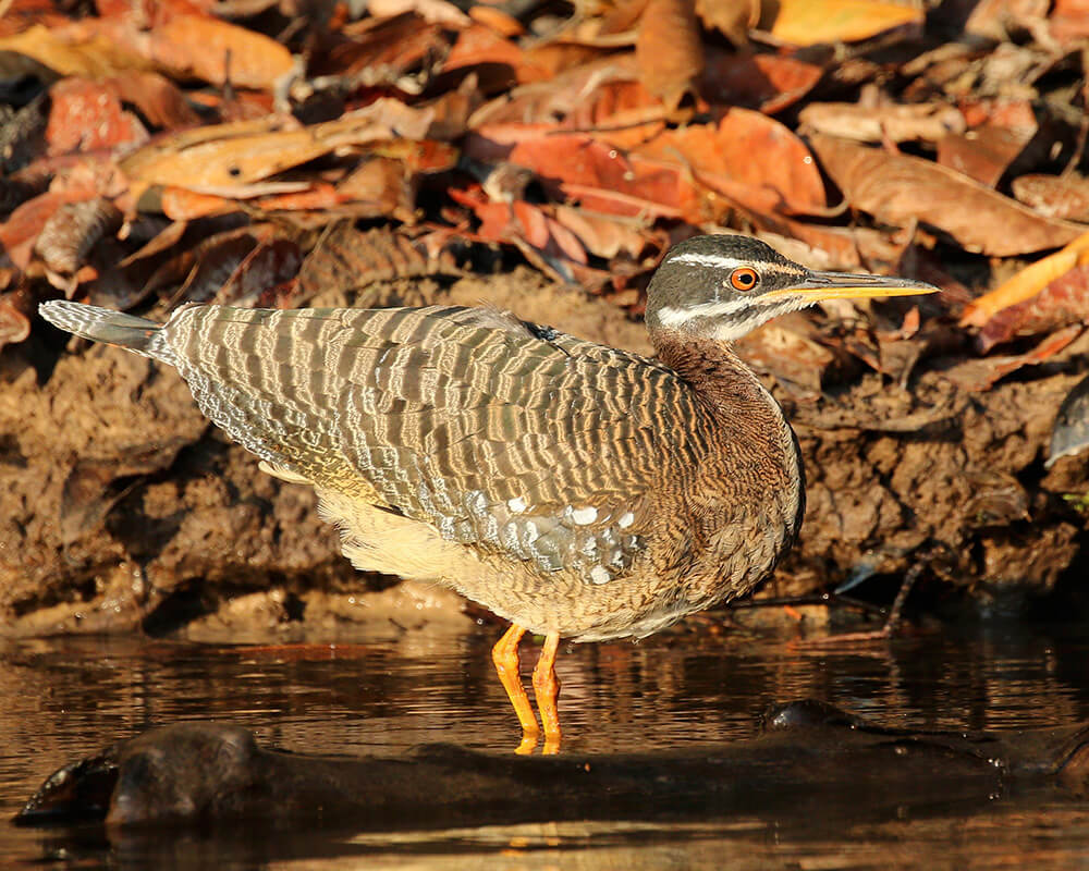 Sun Bittern