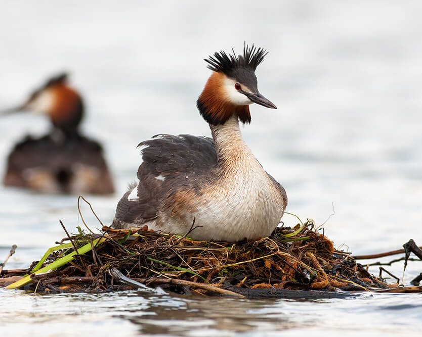 Grebe