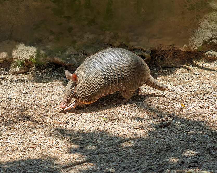 Armadillo