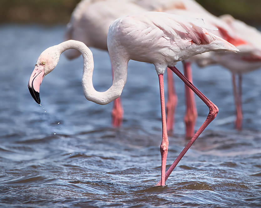 Flamingo