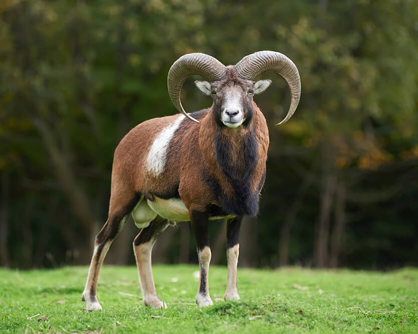 Muflon
