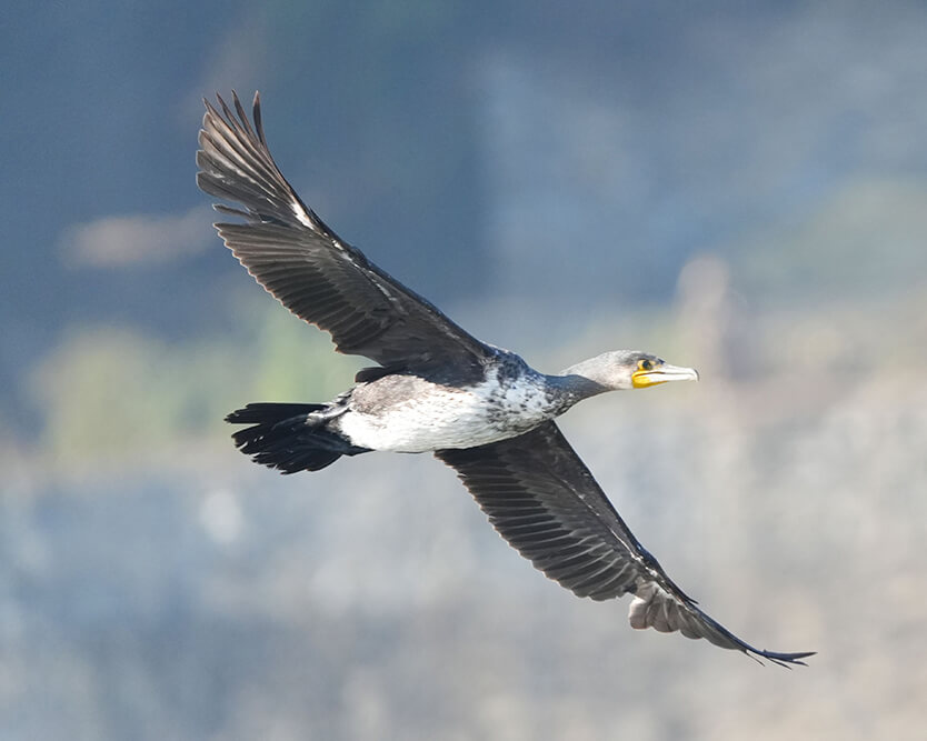 Albatros