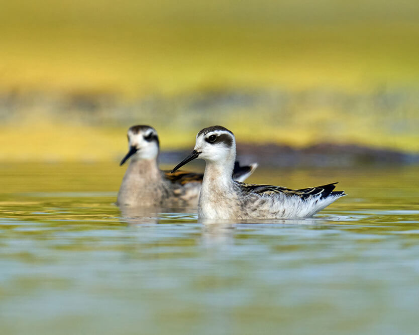 Phalarope