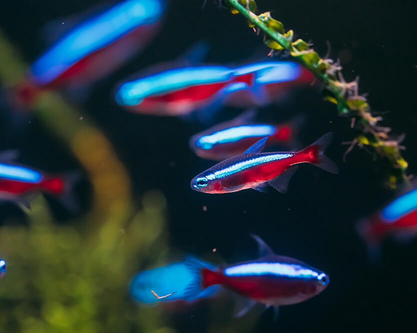 Neon Tetra Balığı