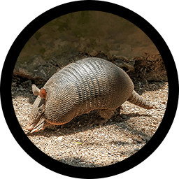 Armadillo