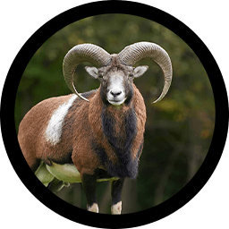 Muflon