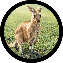 Kanguru
