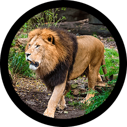 Aslan