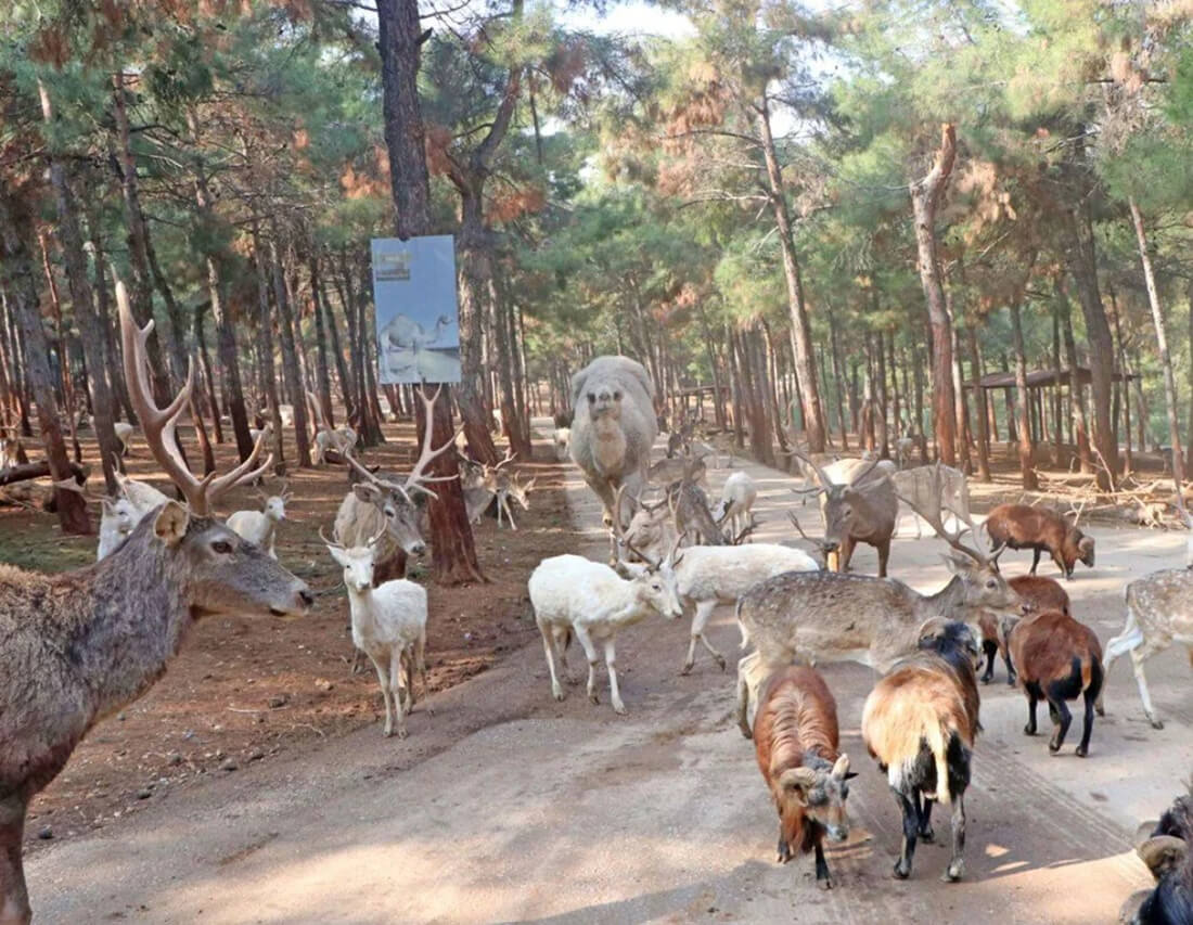 Safari Park Resim 3