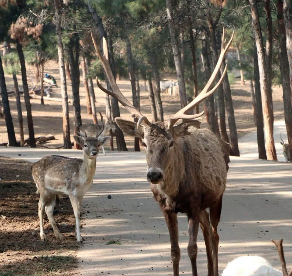 Safari Park Resim 4