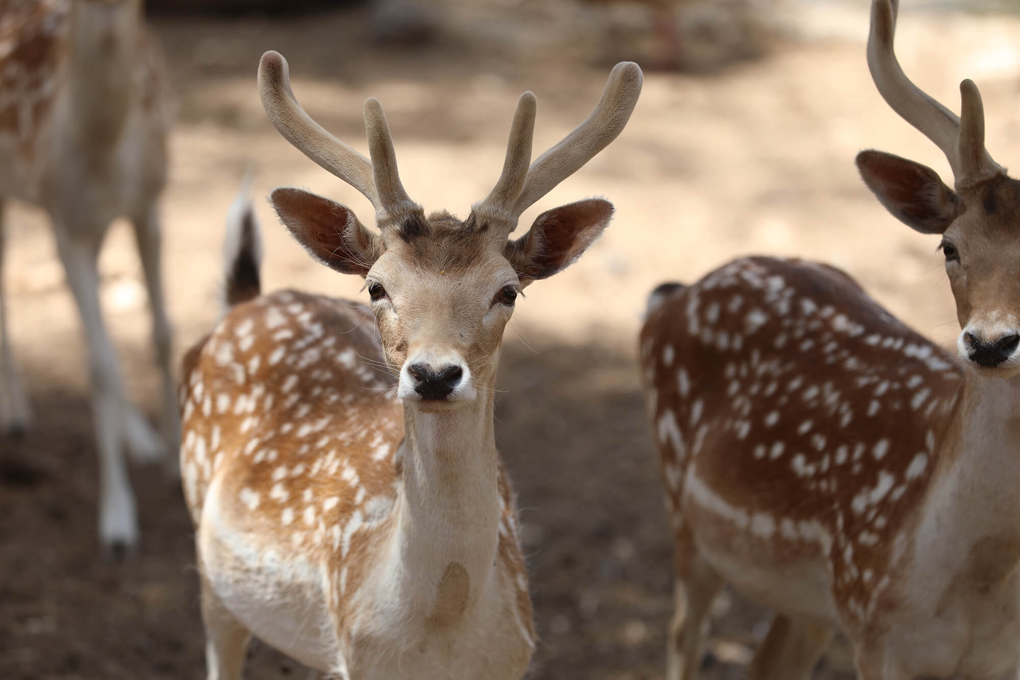 Safari Park Resim 5